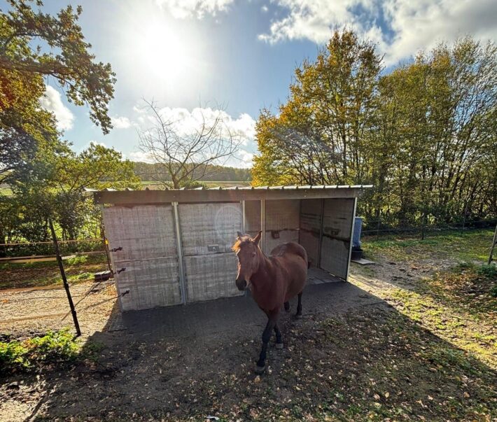 Paardenstalsteenschotten